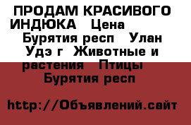 ПРОДАМ КРАСИВОГО ИНДЮКА › Цена ­ 3 000 - Бурятия респ., Улан-Удэ г. Животные и растения » Птицы   . Бурятия респ.